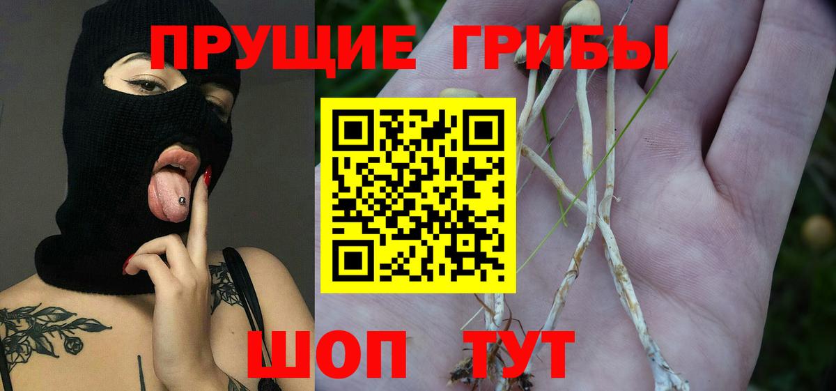 Галлюциногенные грибы Psilocybine cubensis  Вход с VPN  Псилоцибиновые грибы Cubensis  Бахчисарай 
